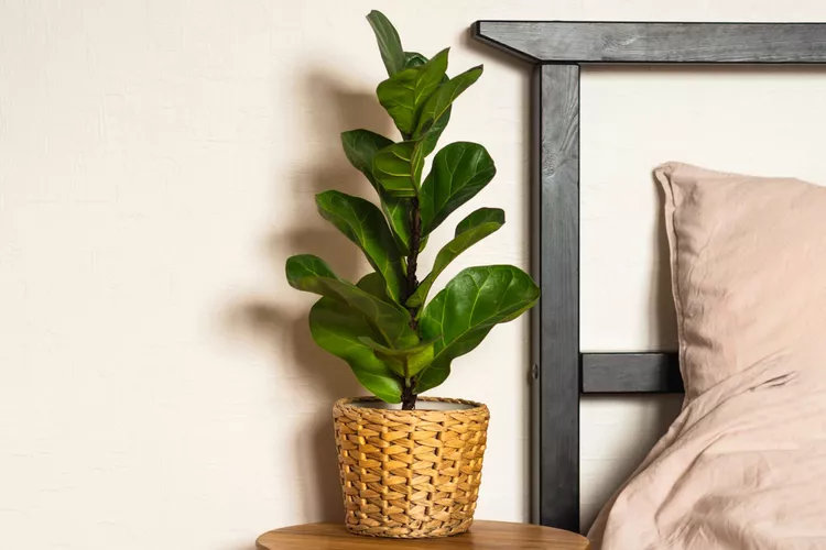 Fiddle-Leaf Fig